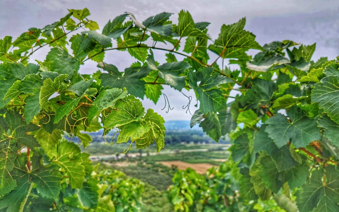 Le développement de la vigne au fil des saisons